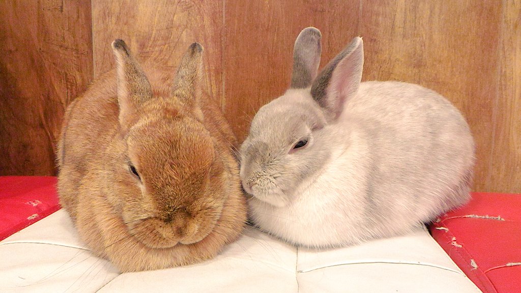 うさぎカフェ もふれる On Twitter 箱になってるふりスピちゃんビフォーアフター ふりかけちゃんはまふまふを枕にして スピカちゃんはあご をベタ っと床に付けて 眠ります その時ほっぺをつけるのがふりスピスタイルです 丸山 Https T Co 6lplwspwgf