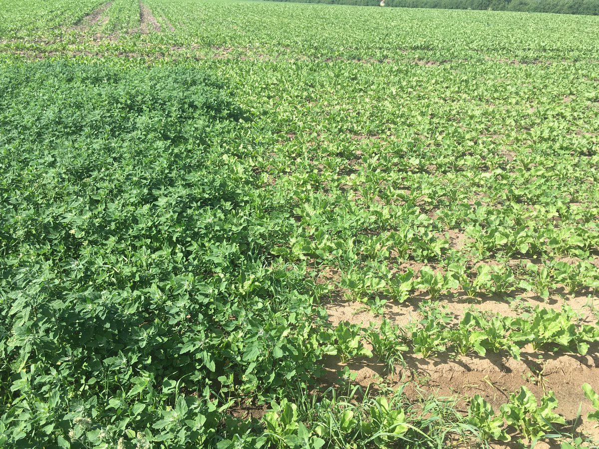 eamon_sheehan's tweet photo. A sign on a public road in front of an unsprayed square of sugar beet explaining the use of herbicides to educate the public. #understandag https://t.co/H7i2t3Alra