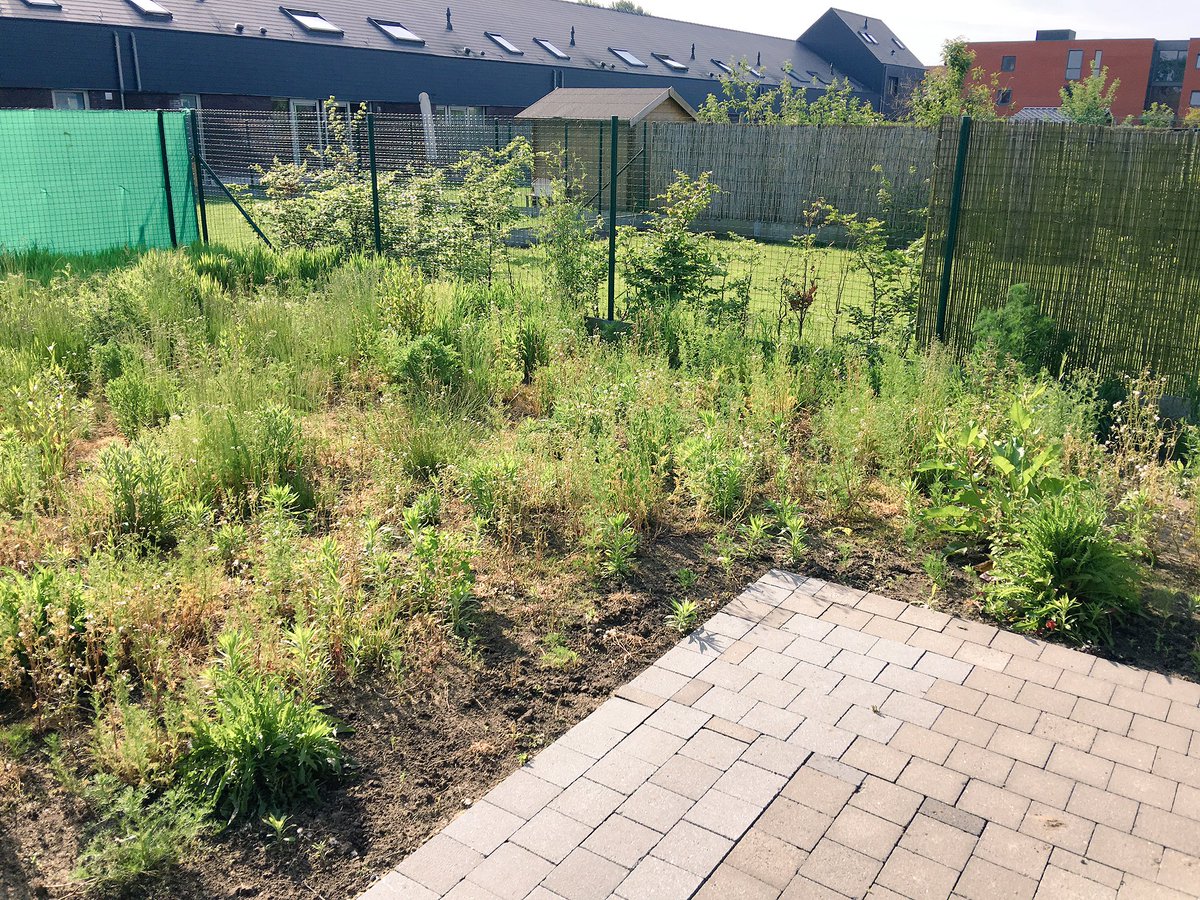 HovenierB's tweet photo. Het onkruid is eruit. En nu wachten op het gras van op het terras. #tuinonderhoud #gardening #workhardplayhard https://t.co/IcXt2ztkSB