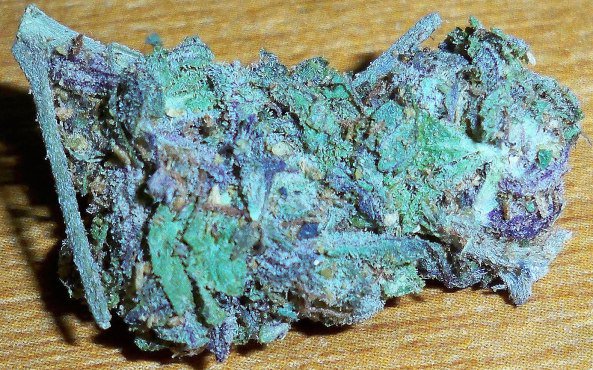 KinbaSilver's tweet photo. Super Blue Dream &amp; Blue Dream
#cannabis #marijuana #weed #stoner 420 #hemp #herp #ganja #strain #seed #buds #joint #news #pot #saturday #thc https://t.co/IPIllgIyAv