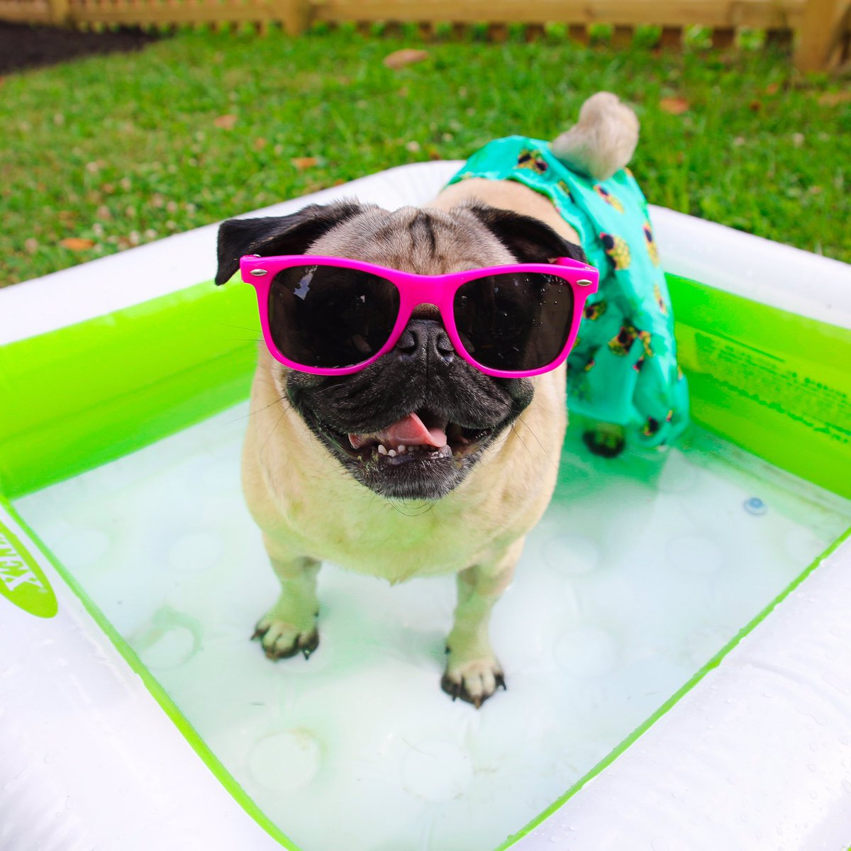 itsdougthepug's tweet photo. Never too cool for the kiddie pool https://t.co/kNy7Lmxnwx
