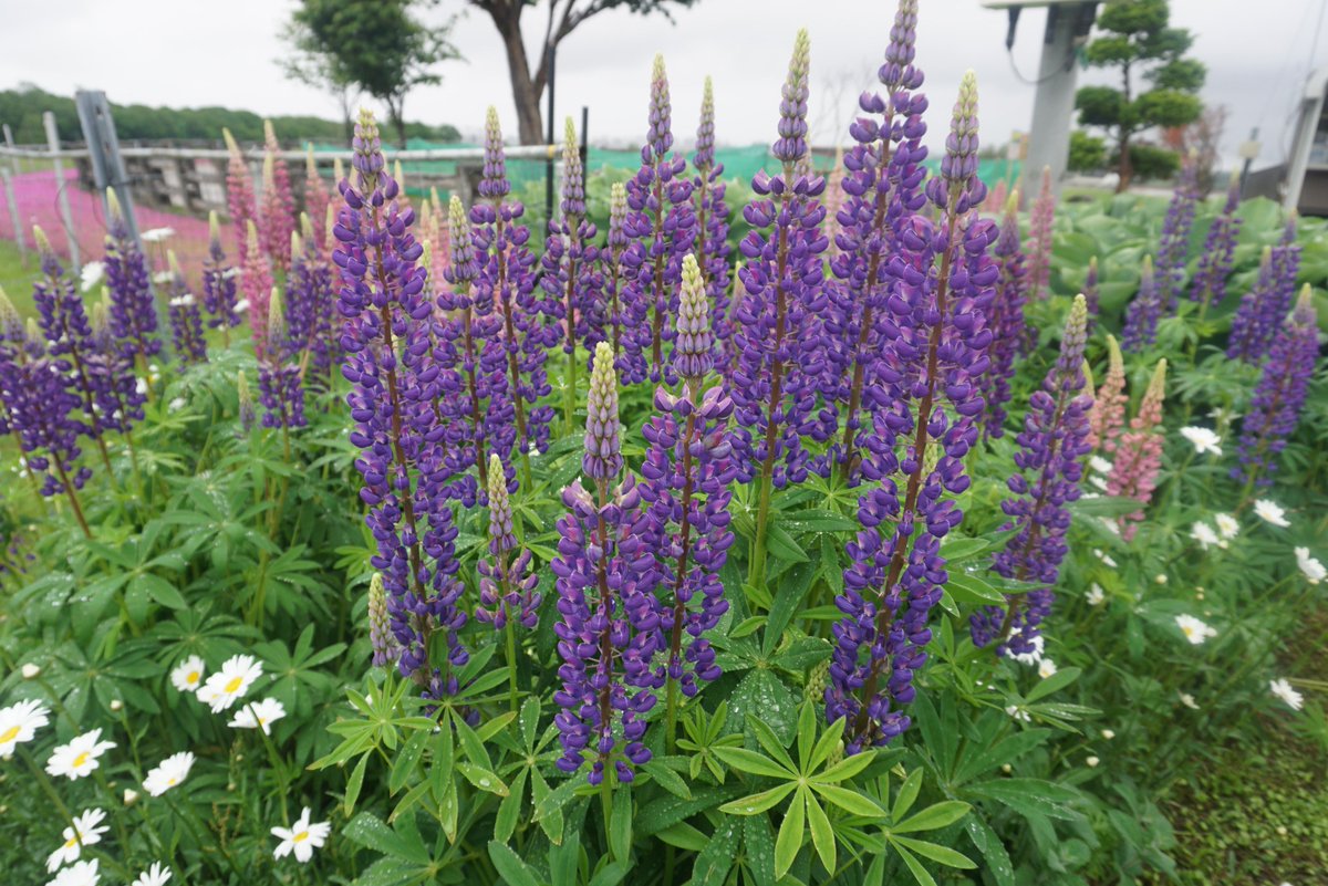 さっぽろ羊ヶ丘展望台 ルピナスが花を咲かせました 初夏の訪れを感じさせてくれますよ 来月にはさっぽろ羊ヶ丘展望台にラベンダーが満開になってる頃でしょう きれいに咲く花をご覧頂き のんびりと北海道の四季を感じてみてはいかがですか さっぽろ羊ヶ丘展望台 ルピナスが花を咲かせました 初夏の訪れを感じさせてくれますよ 来月にはさっぽろ羊ヶ丘展望台にラベンダーが満開になってる頃でしょう きれいに咲く花をご覧頂き のんびりと北海道の四季を感じてみてはいかがですか