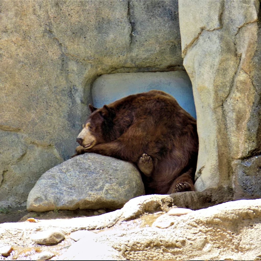 MR__1213's tweet photo. #bakersfield #california #beautiful #love #worldwide #kerncounty #photography #photograper #nature #nice #calmzoo #zoo #animal #bear https://t.co/63FLIA2x0X