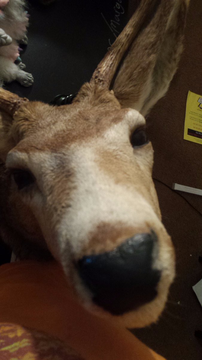 briellette's tweet photo. twitter looks fun ive decided to be a weird taxidermy blog https://t.co/ejwHQnkLsR