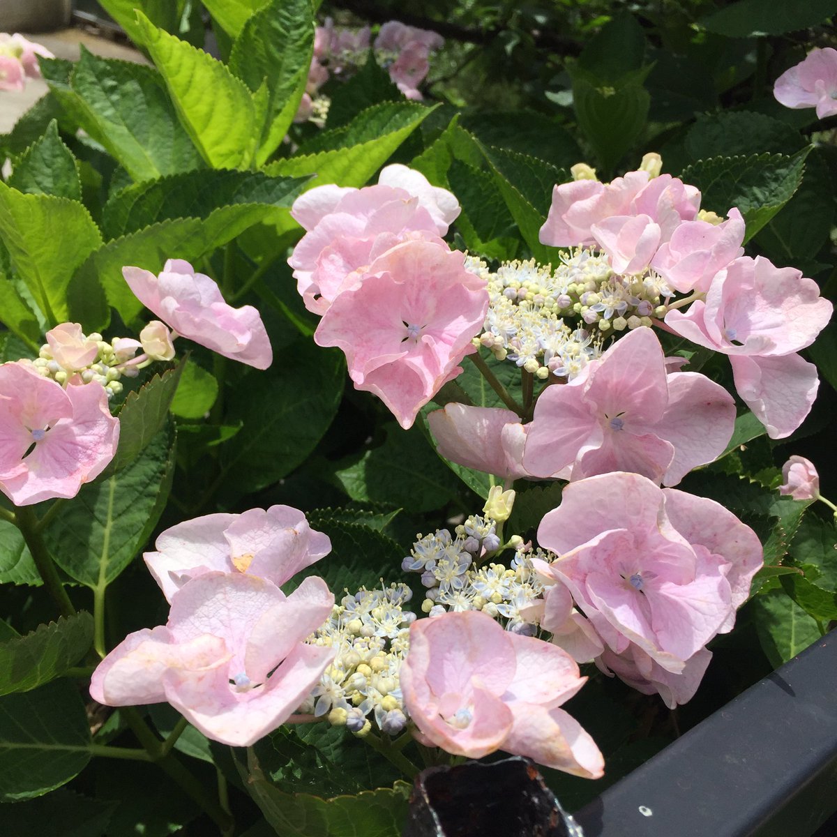 Masashi En Twitter Pink Hydrangea ピンク色の額アジサイ 紫陽花 紫陽花 アジサイ あじさい ピンク 色の紫陽花 額アジサイ 梅雨 花 ピンク色の花 Hydrangea Pinkhydrangea Flower June Blume Juni 日差し T Co 8nv9dmpe1t