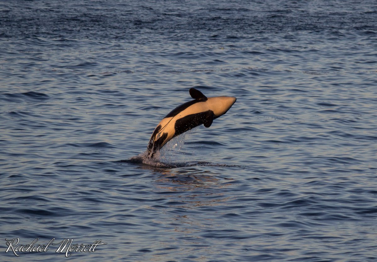 GeorgiaStraitBC's tweet photo. All whales, including orcas, are born with whiskers which they lose shortly after birth.
#OrcaMonthBC #OrcaMonth #StewardoftheStrait https://t.co/Je1pc5bf8L