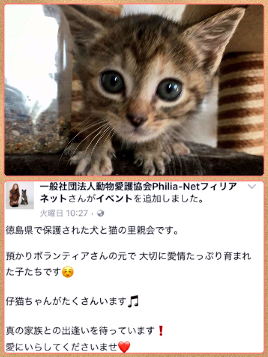 HANAKO3939's tweet photo. #拡散希望 #徳島市 #譲渡会 #犬 #猫 #里親募集 #フィリアネェト 
★11日(日)12時〜15時
★伝道のダイニング Tatsumaki
愛し可愛い子が愛の出逢いを待ってます✨…https://t.co/9dfKhRafUQ https://t.co/UC9iRHUvM8