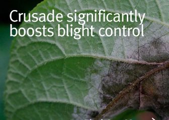 NichinoUK's tweet image. #potatoblight creeps back into crops fwi.co.uk/arable/spud-wa…
