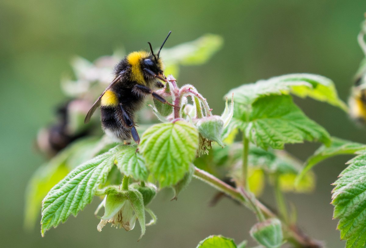 WillLeoHawkes's tweet photo. #30dayswild walk yesterday on the tops and recorded 11 bumble spp in 200m on wild raspberry! incl. magnus, monticola &amp; 3 forms of sylvestris https://t.co/9nRnqLbeOQ