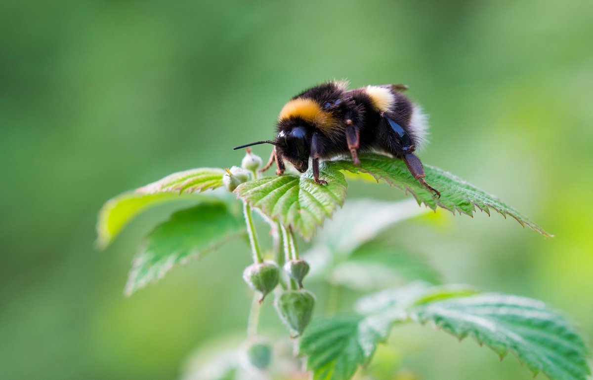 WillLeoHawkes's tweet photo. #30dayswild walk yesterday on the tops and recorded 11 bumble spp in 200m on wild raspberry! incl. magnus, monticola &amp; 3 forms of sylvestris https://t.co/9nRnqLbeOQ