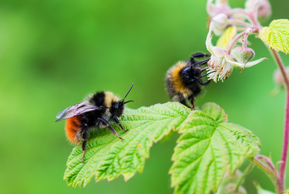 WillLeoHawkes's tweet photo. #30dayswild walk yesterday on the tops and recorded 11 bumble spp in 200m on wild raspberry! incl. magnus, monticola &amp; 3 forms of sylvestris https://t.co/9nRnqLbeOQ
