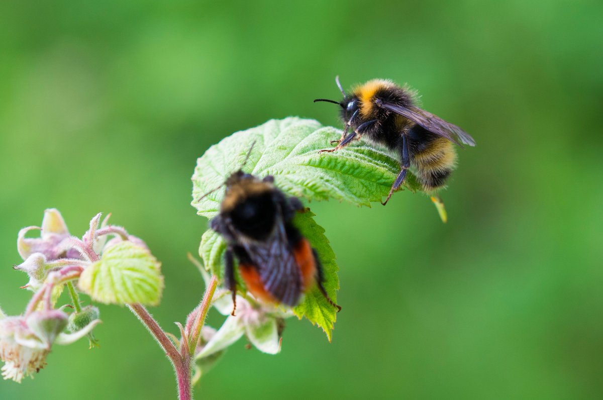 WillLeoHawkes's tweet photo. #30dayswild walk yesterday on the tops and recorded 11 bumble spp in 200m on wild raspberry! incl. magnus, monticola &amp; 3 forms of sylvestris https://t.co/9nRnqLbeOQ
