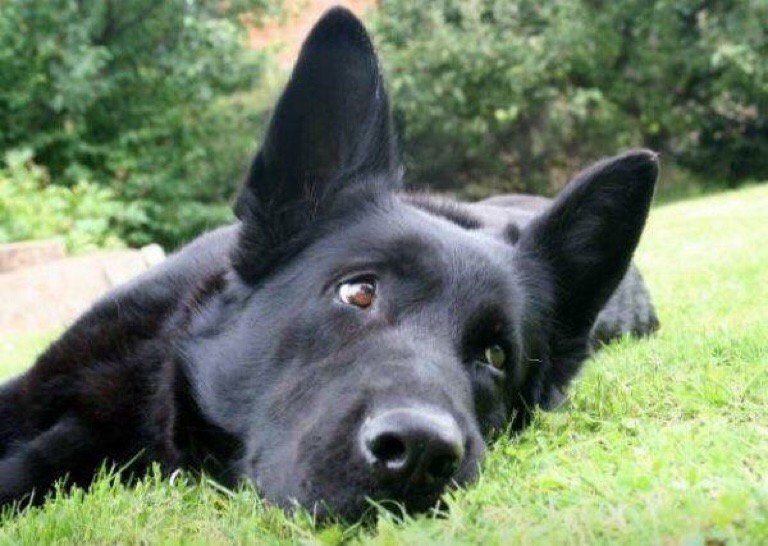 ChNWPoliceDogs's tweet photo. Also out across the counties tonight is PD Fiona! #PDFiona https://t.co/R0zuoXQBld
