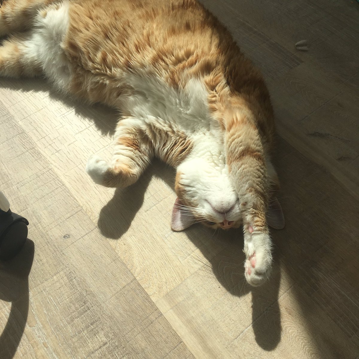 Hang with us cats <a href="/jondaymusic/">Jon Day</a> <a href="/tylerhornby1/">Tyler Hornby</a> et moi today <a href="/kawacalgary/">Kawa Espresso Bar</a> #jazz #jam 3-6 pm guaranteed sunshine! ❤