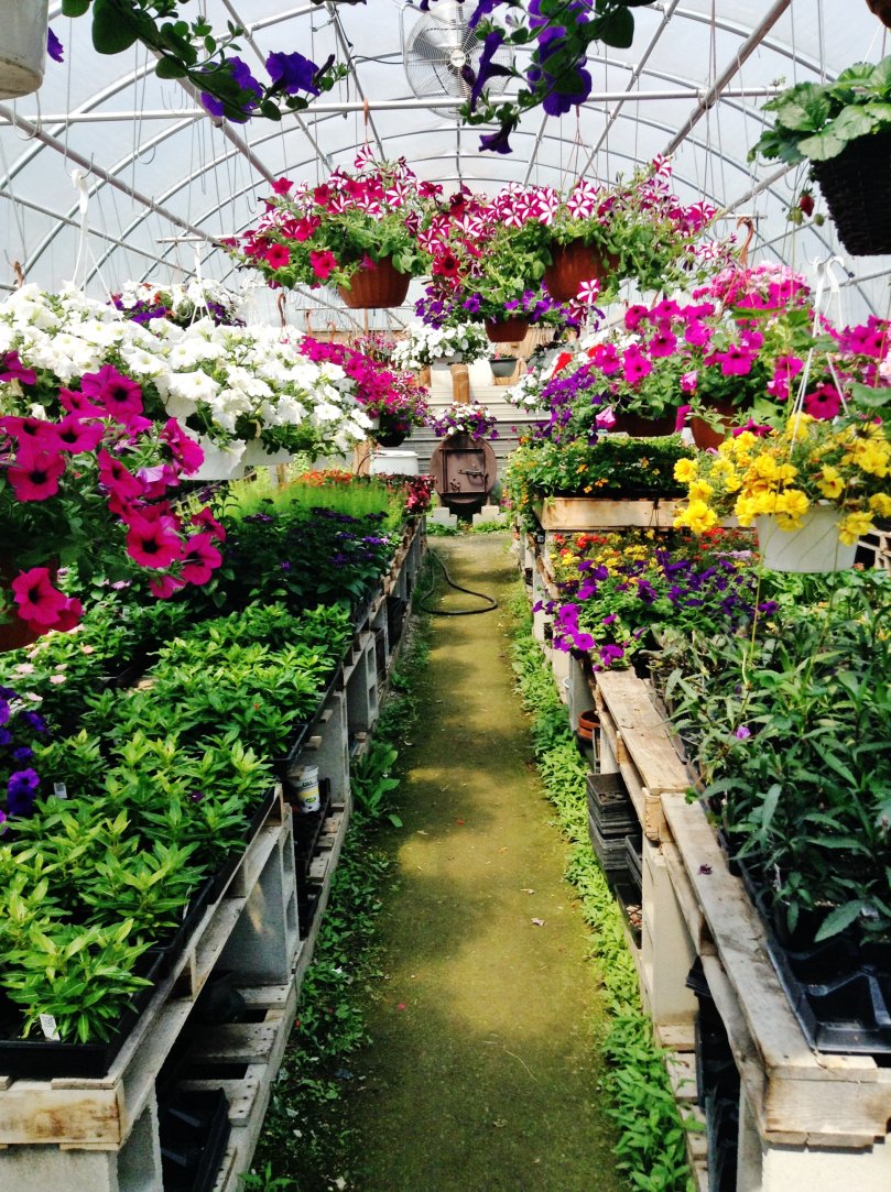 DemitaBaskets's tweet photo. EVERYTHING AND OTHERTHINGS / NATURE AND GARDENING @DemitaBaskets #hangingbaskets https://t.co/RgBuBiQz4e