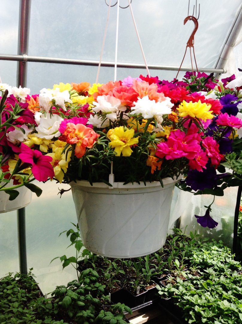 DemitaBaskets's tweet photo. EVERYTHING AND OTHERTHINGS / NATURE AND GARDENING @DemitaBaskets #hangingbaskets https://t.co/RgBuBiQz4e
