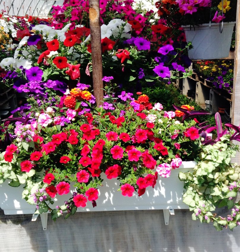 DemitaBaskets's tweet photo. EVERYTHING AND OTHERTHINGS / NATURE AND GARDENING @DemitaBaskets #hangingbaskets https://t.co/RgBuBiQz4e