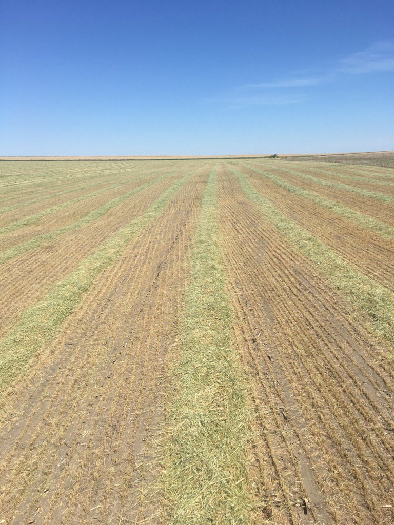 Spring Wheat is now hay crop in central South Dakota.