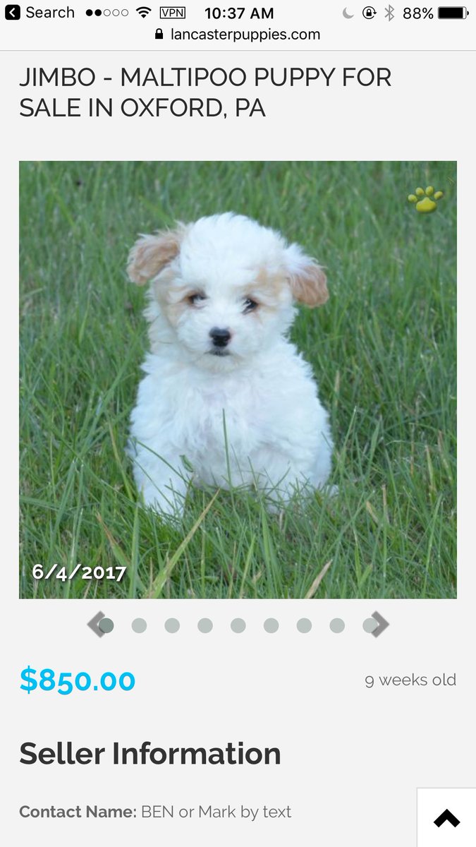 rosegoldcabello's tweet photo. GUYS I NEED HELP. WHAT SHOULD I NAME MY FUTURE PUPPY? VOTE BELOW. https://t.co/BmANazrr49