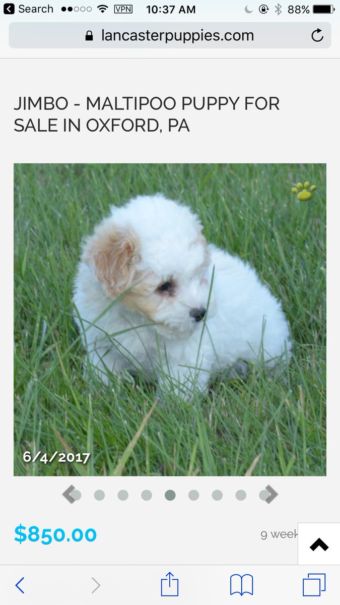 rosegoldcabello's tweet photo. GUYS I NEED HELP. WHAT SHOULD I NAME MY FUTURE PUPPY? VOTE BELOW. https://t.co/BmANazrr49