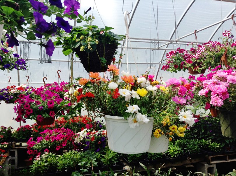 DemitaBaskets's tweet photo. @DemitaBaskets Just being around flowers all day #superb #hangingbaskets #contracts #leisureindustry #demitabaskets https://t.co/fDEzt2yt3t