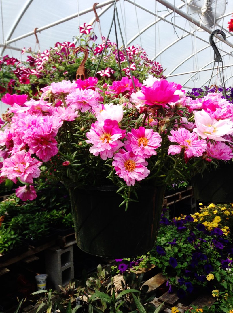 DemitaBaskets's tweet photo. @DemitaBaskets Just being around flowers all day #superb #hangingbaskets #contracts #leisureindustry #demitabaskets https://t.co/fDEzt2yt3t