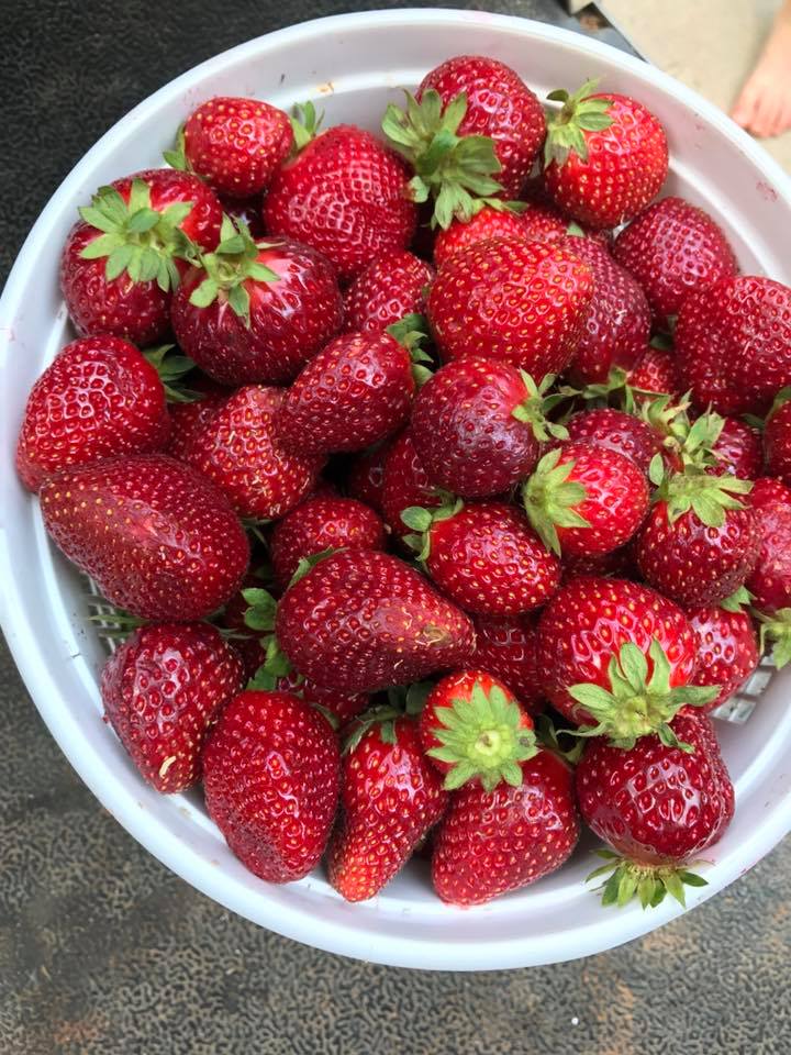 These are the biggest and sweetest strawberries we have had all year!