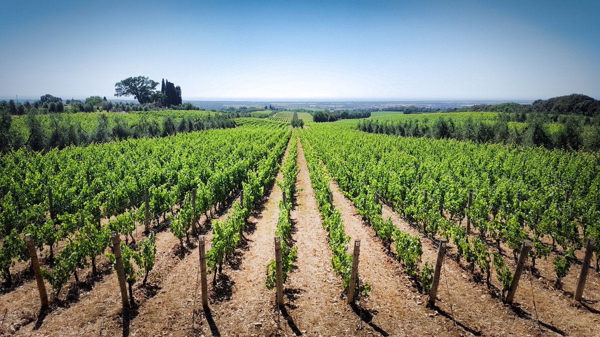 7density's tweet image. 3 days in #Bolgheri didn't disappoint - in search of great wines with great stories contributing to quality