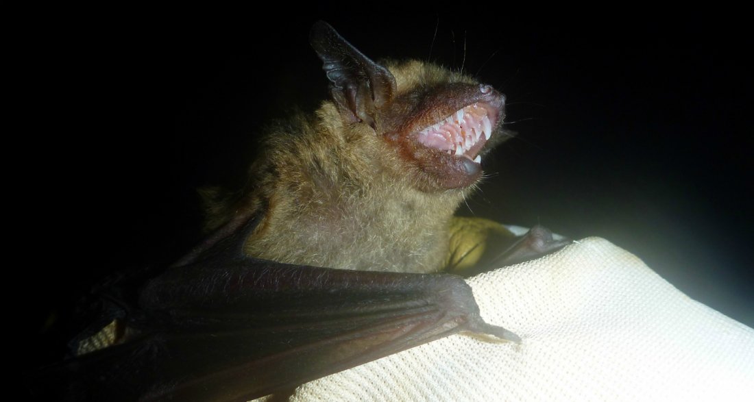 mental_floss's tweet image. Bats Yell, Too — bit.ly/2sGXwKl