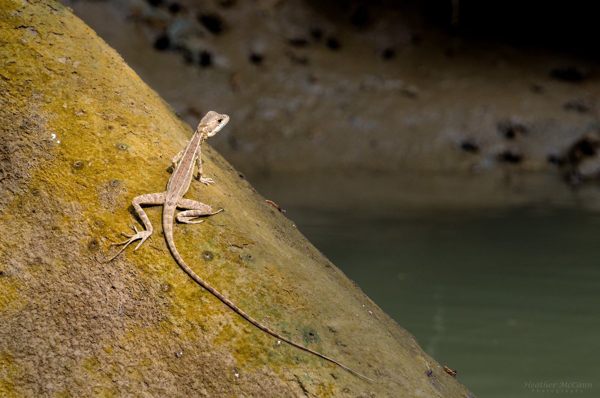 Basilisk #Lizards are aka Jesus Christ Lizards because of their ability to "walk" on water #wildlife #photography