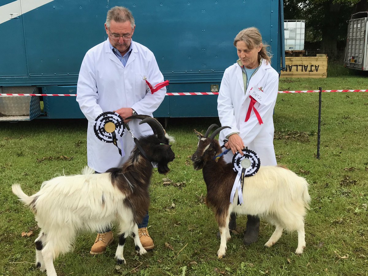 BonnieBagots's tweet photo. #Bagots @AngusShow @LevensHall @bagotofwales @GoatsLive @BritishGoatSoc @HighlandGoats @rbags12 @RBSTrarebreeds @BCastleCentre @HTCKitchen https://t.co/1jCU985nmn