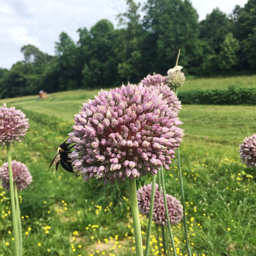 The youth harvested our garlic &amp; laid it to dry yesterday except our Elephant Garlic. It's almost too pretty to harvest!