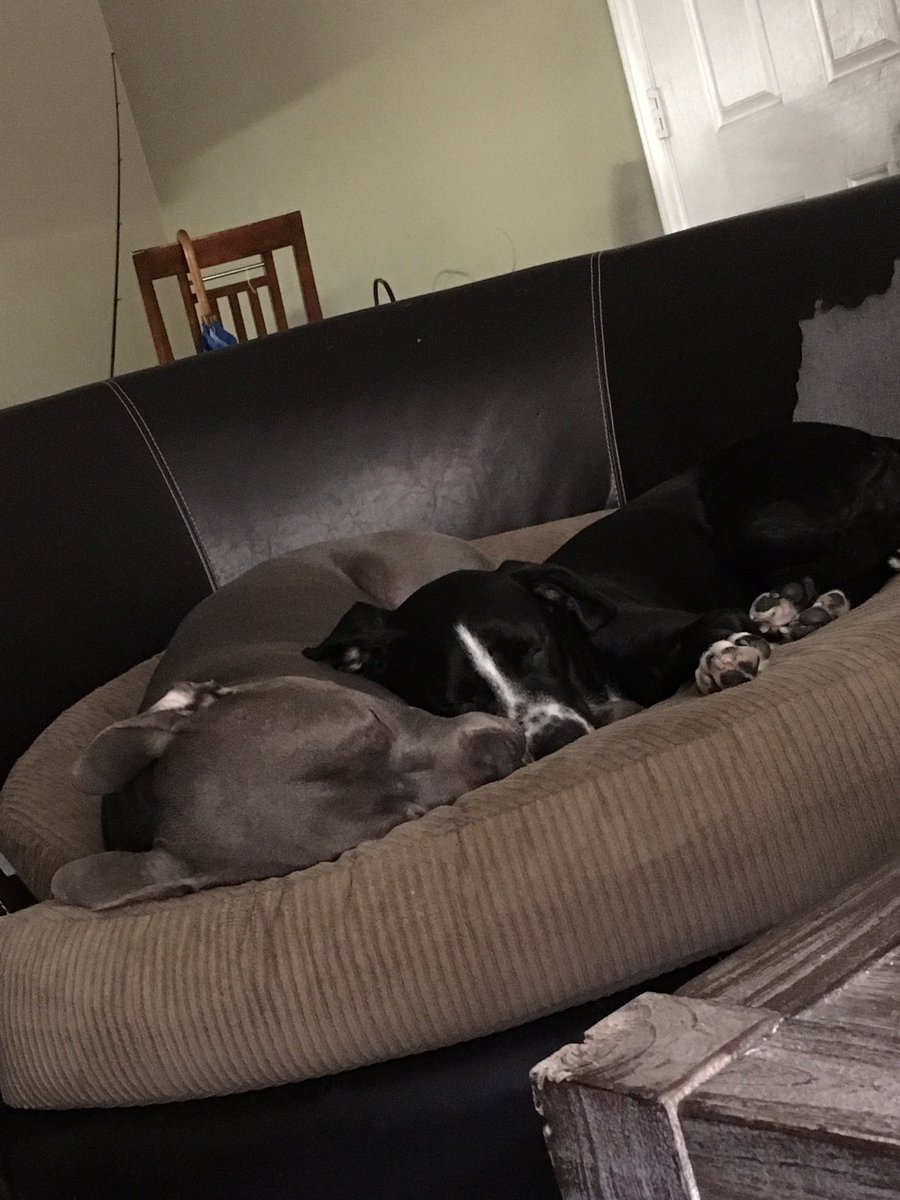 griffith_egan's tweet photo. This is what I come home too after NSAC! #puppylove #goodtobehome #NSAC17 #pittypride https://t.co/dBzRphLciA