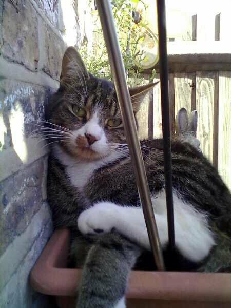 shadowd2010's tweet photo. @CryWasTaken And my two cats Sooty (the tabby one), Socks aka the wonky one (this is his usual greeting 😂) and my chinchillas Thumper and Baloo https://t.co/ZhlqXQnFwZ