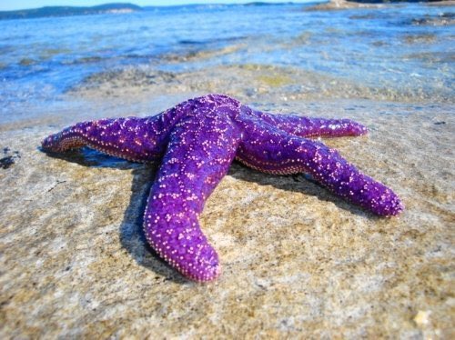 Congrats Class of 2017!  Here's to the worlds you'll color and the starfish you'll save.