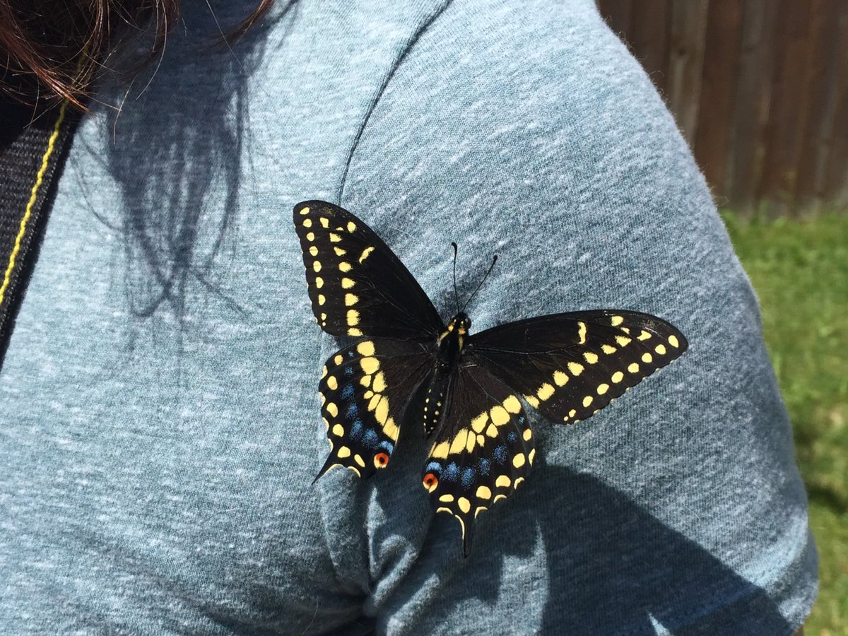 fluttrbyproject's tweet photo. Incredible! Our #overwintered #BlackSwallowtail #butterflies have been emerging and so far 5 of 5 were males. This guy #eclosed this morning https://t.co/ksGiOopFWd