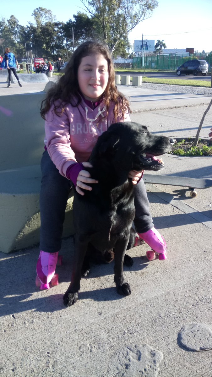 Fabisba's tweet photo. @perrosdelaplata Encontré labrador macho negro perdido en la zona de 32 y 26 sin collar es muy cariñoso  contactarse por mensaje privado gracias https://t.co/359zt3BGXJ