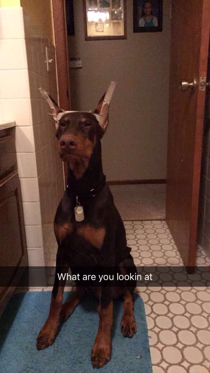 Radrooty's tweet photo. This boy does not understand privacy (feat. my dog) https://t.co/FpT2cf6nn1