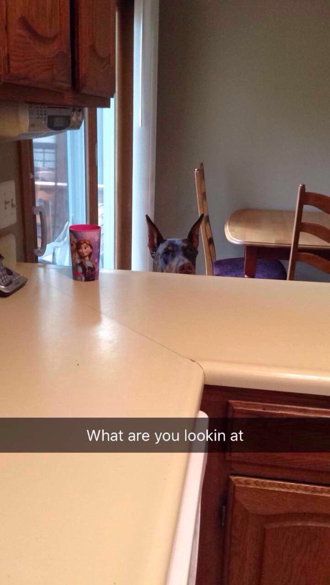 Radrooty's tweet photo. This boy does not understand privacy (feat. my dog) https://t.co/FpT2cf6nn1
