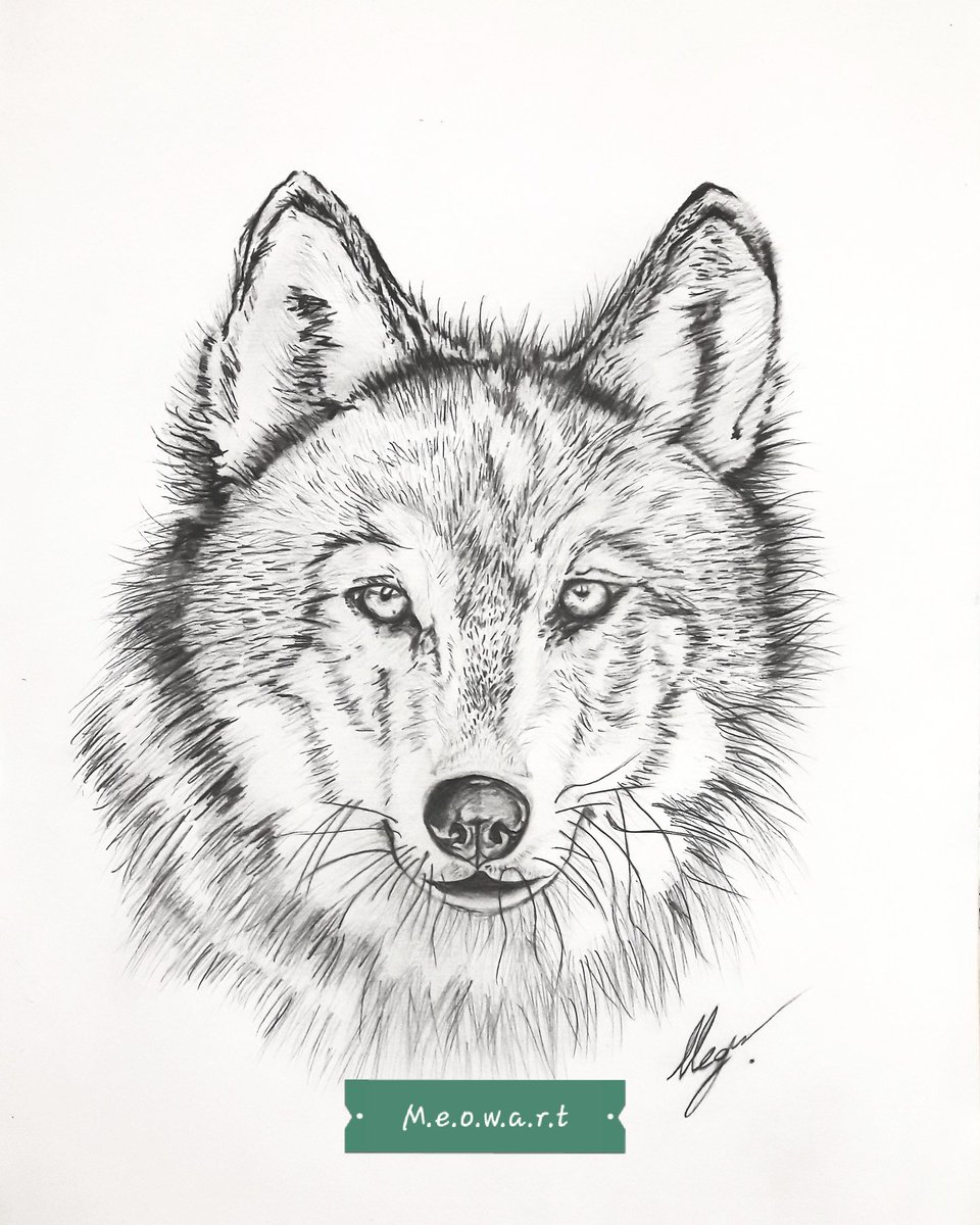 mervgerger's tweet photo. #myart #drawing #draw #artwork #artist #art #wolf #draw #drawing_oftheday #illustratiors https://t.co/5Ongk5nuvF
