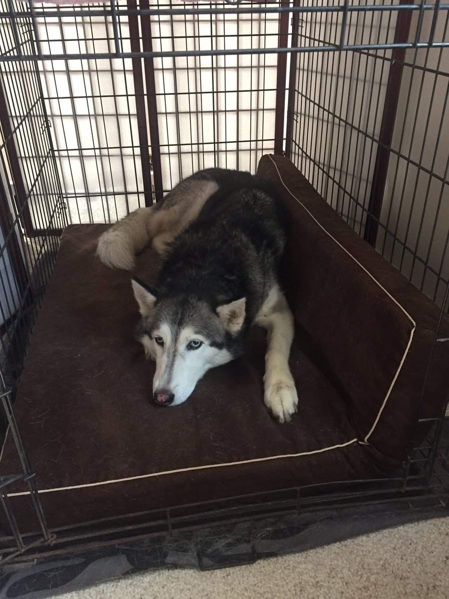 fiarfly's tweet photo. Thank you tweethearts! Raven was recovered. #RAVENSBACK https://t.co/Wlr0NpeXMN
