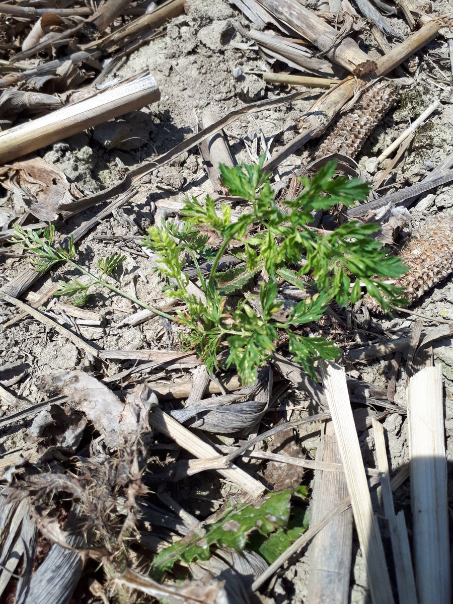mikevagris's tweet image. Wild carrott. .5L xtendimax 1L R up. 1 week ago. Found living fleabane 2. Heavy residue the likely culprit #ontag #multiplemodes