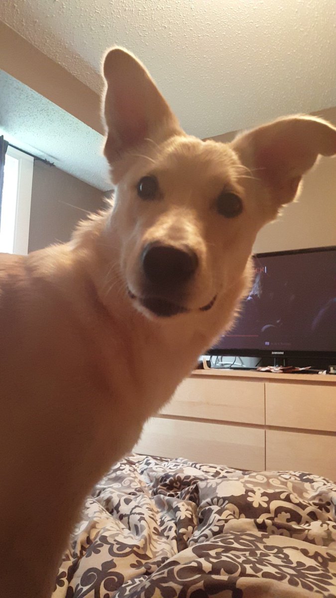 ShaunaReneC's tweet photo. The confused doggo look https://t.co/SJORkCgqnW