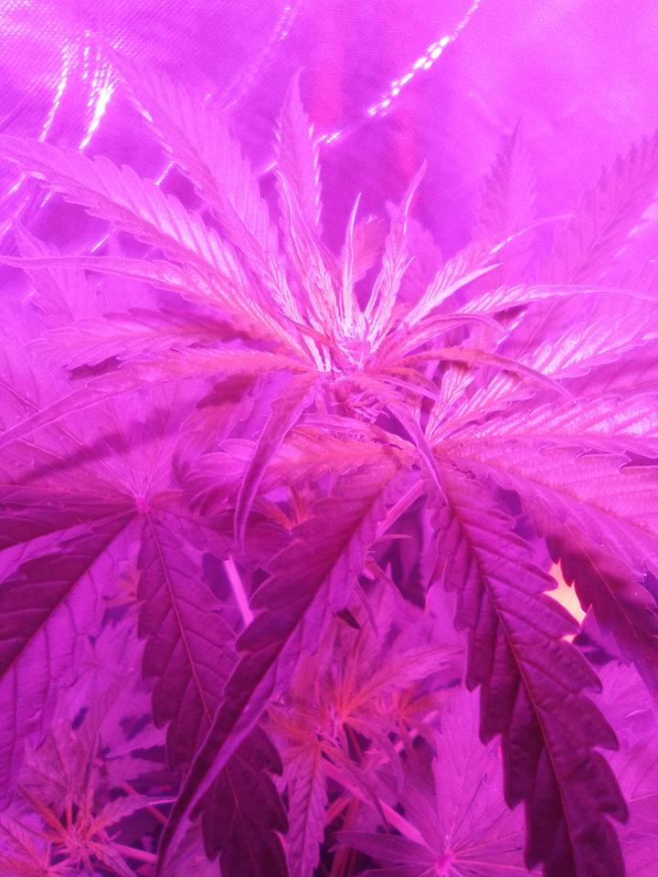 SpanishBreeder's tweet image. #BigDevil de Sweet Seeds