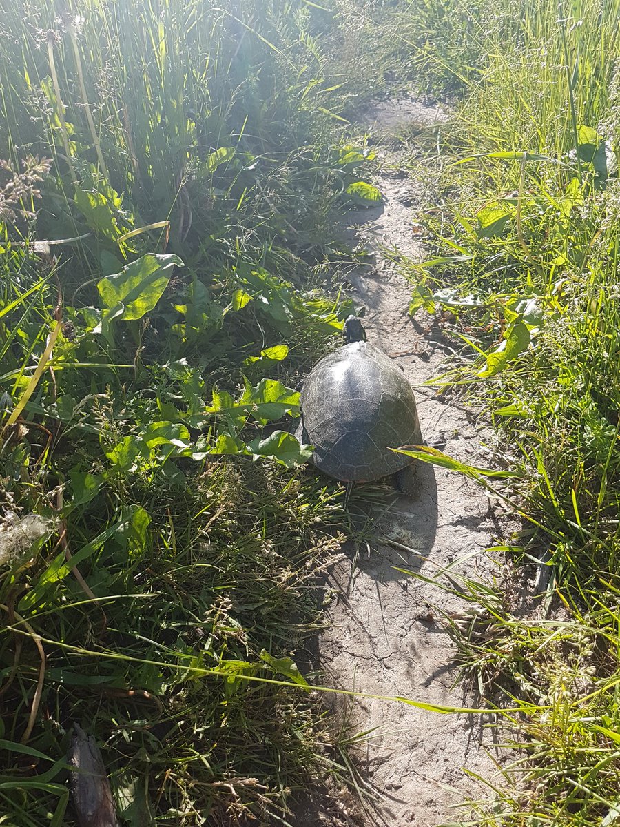 Never know what you'll find on a water test #wildlife #turtle <a href="/water_rangers/">Water Rangers</a>
