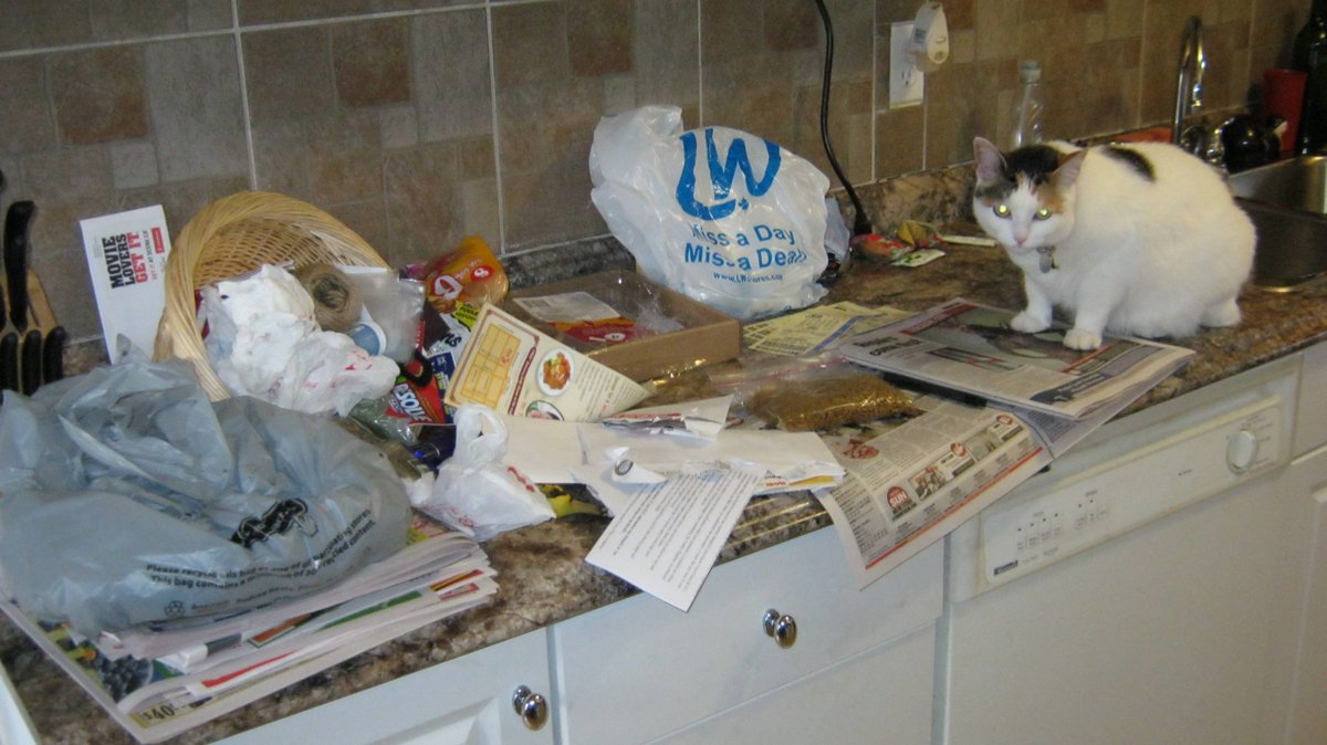 Cats In The House 4664 tweet media