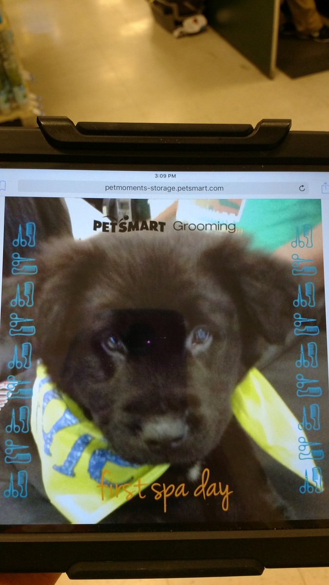 Scooter2323's tweet photo. #0456 #firstspaday #newtrainingstudent @JoannaZucker @jasonmcatee_ECR @PetSmartAE https://t.co/l7POoMTOed