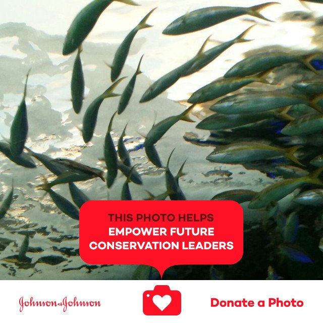 anitasunshine93's tweet photo. #SCAnyc #jnj #donateaphoto #CareToRecycle https://t.co/uDawreczN5 https://t.co/Mx9Ljvechh