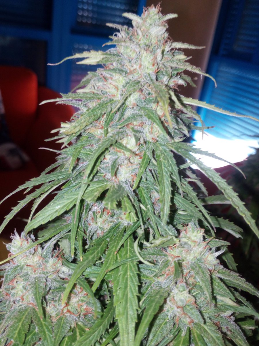 Solo_Weed's tweet photo. Auto Ak47 👌👌🙋🙋 https://t.co/yJtC05ZHkK