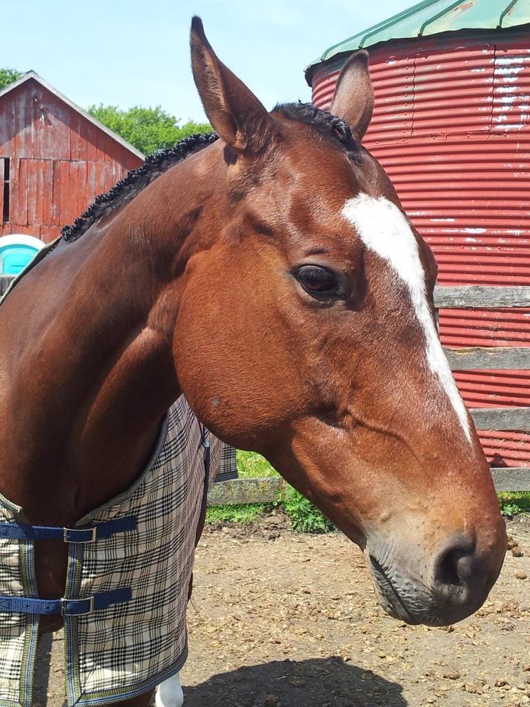somecunningplan's tweet photo. All done, and out in his new Baker sheet #blistercity #horseshowproblems #hunterjumper #ottb https://t.co/xEdHrJ8XOG